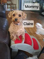 Violet AKC Registered, a female Poodle - Toy  for sale in Lancaster, PA – Photo 9 of 9