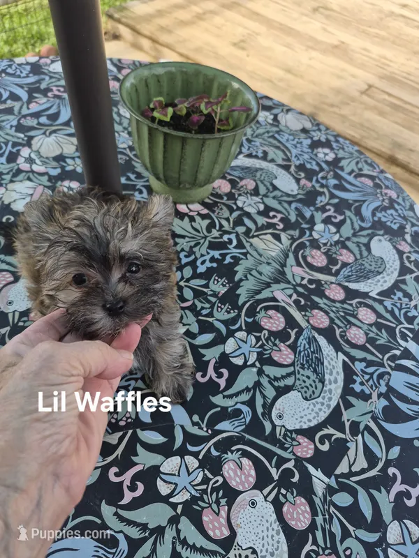 Lilttle Waffles – Maltese, Yorkshire Terrier puppy for sale in Lancaster, PA