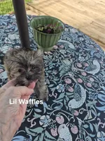 Lilttle Waffles, a male Maltese and Yorkshire Terrier for sale in Lancaster, PA – 1 of 7