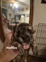 WAFFLES, a male Maltese and Yorkshire Terrier for sale in Lancaster, PA – 3 of 4