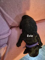EVIE, a female Yorkshire Terrier and Poodle - Toy  for sale in Lancaster, PA – 2 of 6
