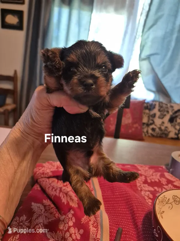 FINNEAS – Yorkshire Terrier puppy for sale in Lancaster, PA