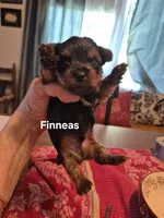 FINNEAS, a male Yorkshire Terrier for sale in Lancaster, PA – 1 of 3