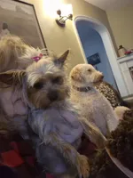 SCARLETS Puppy, a  Yorkshire Terrier for sale in Lancaster, PA – Photo 2 of 3