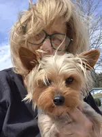 SCARLETS Puppy, a  Yorkshire Terrier for sale in Lancaster, PA – Photo 3 of 3