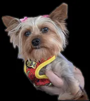 SCARLETS Puppy, a  Yorkshire Terrier for sale in Lancaster, PA – Photo 1 of 3