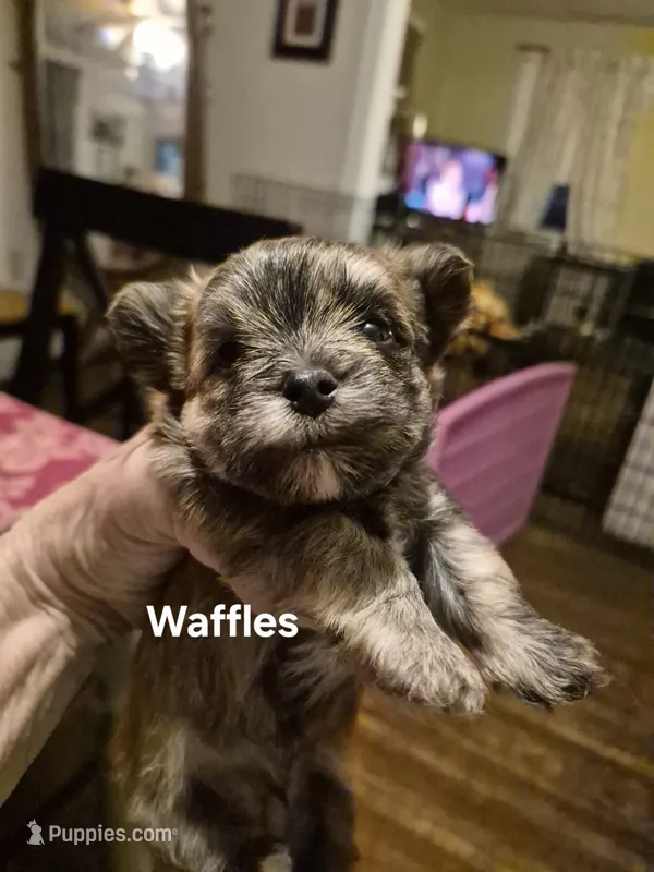 WAFFLES – Maltese, Yorkshire Terrier puppy for sale in Lancaster, PA