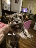 Lilttle Waffles, a male Maltese and Yorkshire Terrier for sale in Lancaster, PA – 7 of 7