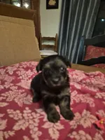 Little Lola, a female Poodle - Toy  for sale in Lancaster, PA – 6 of 8