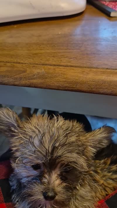 Lilttle Waffles, a male Morkie for sale in Lancaster, PA – 8 of 8