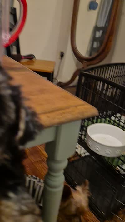 Little Lola, a female Poodle - Toy  for sale in Lancaster, PA – 8 of 8