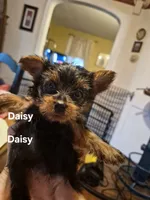 Daisy, a female Yorkshire Terrier for sale in Lancaster, PA – 3 of 5