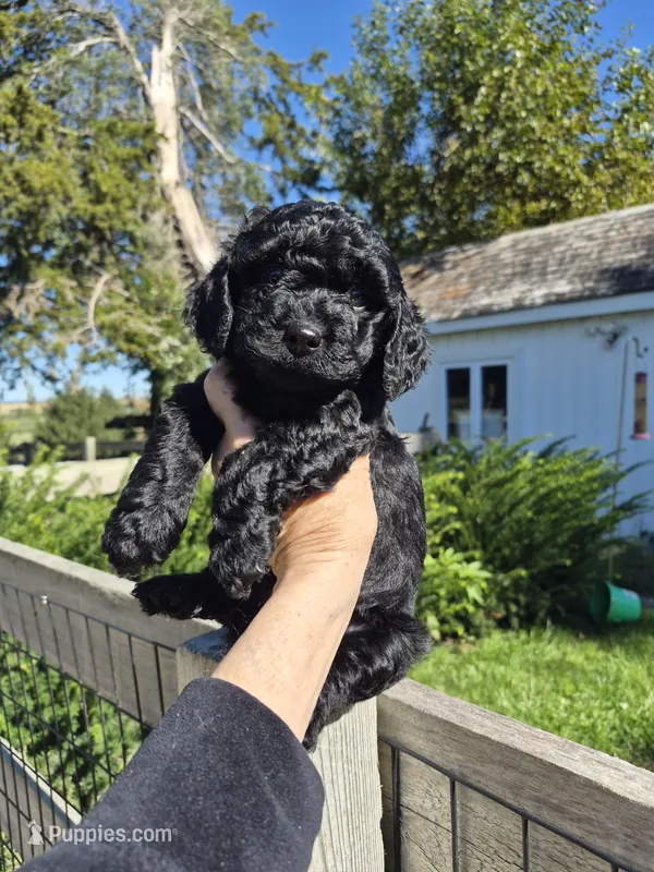 Maverick – Yorkshire Terrier, Poodle - Toy  puppy for sale in Lancaster, PA