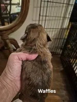WAFFLES, a male Maltese and Yorkshire Terrier for sale in Lancaster, PA – 4 of 4