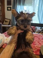 ELOISE, a female Yorkshire Terrier for sale in Lancaster, PA – 2 of 7