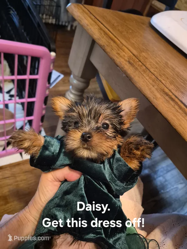 Daisy – Yorkshire Terrier puppy for sale in Lancaster, PA