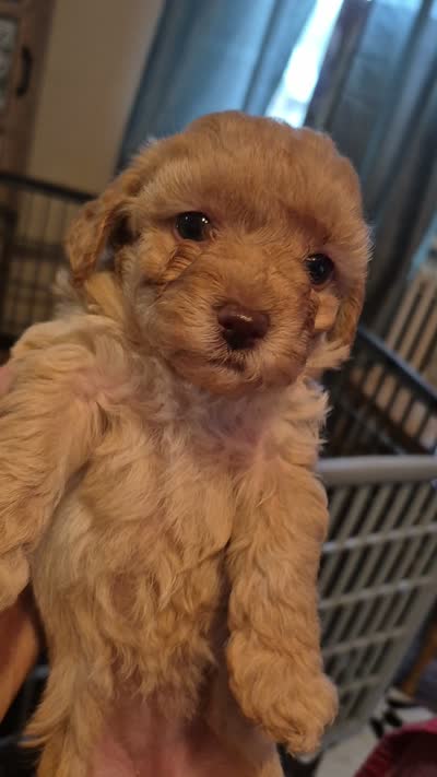 Harper, a female Poodle - Toy  for sale in Lancaster, PA – 9 of 9