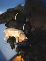 Harper, a female Yorkshire Terrier and Poodle - Toy  for sale in Lancaster, PA – 4 of 9