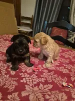 Little Lola, a female Poodle - Toy  for sale in Lancaster, PA – 7 of 8