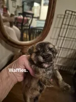 WAFFLES, a male Maltese and Yorkshire Terrier for sale in Lancaster, PA – 2 of 4