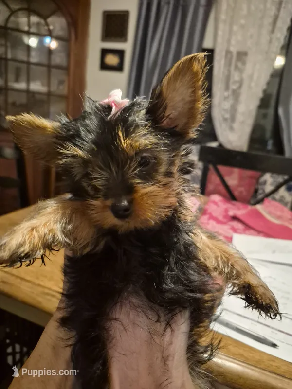 Daisy – Yorkshire Terrier puppy for sale in Lancaster, PA