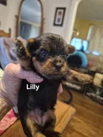 LITTLE LILLY , a female Yorkshire Terrier for sale in Lancaster, PA – 3 of 3