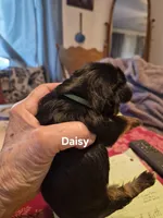 Daisy, a female Yorkshire Terrier for sale in Lancaster, PA – 2 of 4