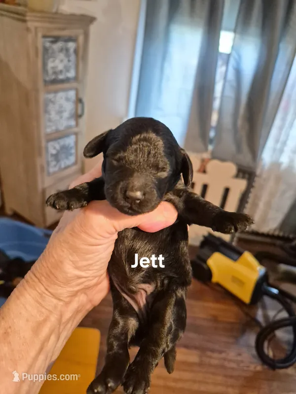 Jett – Yorkshire Terrier, Poodle - Toy  puppy for sale in Lancaster, PA