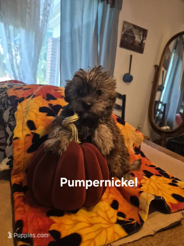 Pumpernickel  – Maltese, Yorkshire Terrier puppy for sale in Lancaster, PA