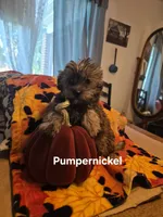 Pumpernickel , a male Morkie for sale in Lancaster, PA – 1 of 7