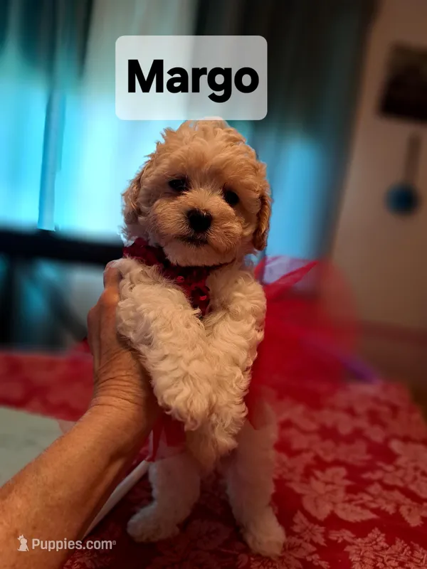 Margo