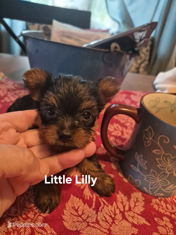 LITTLE LILLY  – Yorkshire Terrier puppy for sale in Lancaster, PA