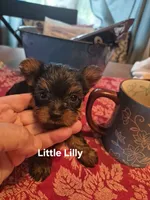 LITTLE LILLY , a female Yorkshire Terrier for sale in Lancaster, PA – 1 of 5
