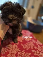 DAPHNE-ROSE, a female Yorkshire Terrier and Morkie for sale in Lancaster, PA – Photo 3 of 8