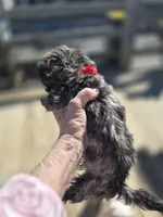 DAPHNE-ROSE, a female Yorkshire Terrier and Morkie for sale in Lancaster, PA – Photo 5 of 10