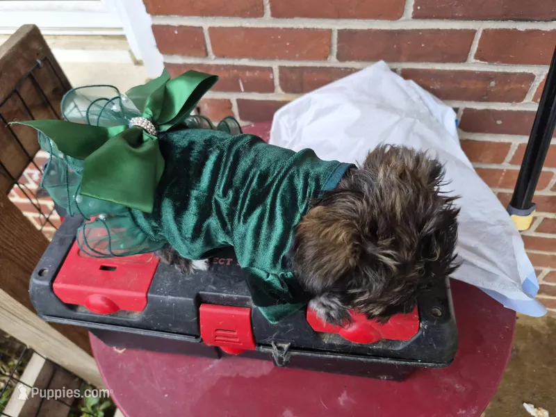 DAPHNE-ROSE – Yorkshire Terrier, Morkie puppy for sale in Lancaster, PA