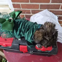 DAPHNE-ROSE, a female Yorkshire Terrier and Morkie for sale in Lancaster, PA – Photo 3 of 10