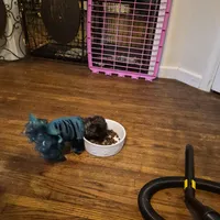 DAPHNE-ROSE, a female Yorkshire Terrier and Morkie for sale in Lancaster, PA – Photo 4 of 10