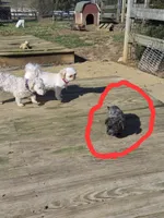 DAPHNE-ROSE, a female Yorkshire Terrier and Morkie for sale in Lancaster, PA – Photo 10 of 10