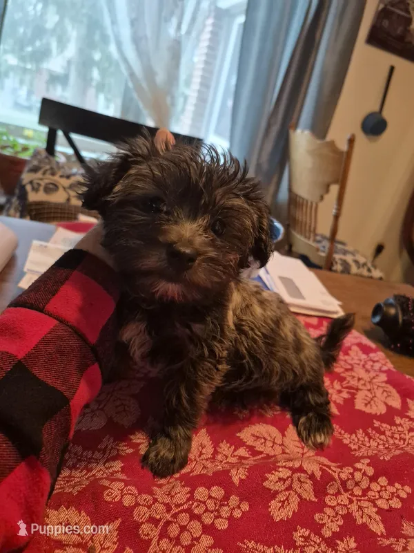 DAPHNE-ROSE – Yorkshire Terrier, Morkie puppy for sale in Lancaster, PA