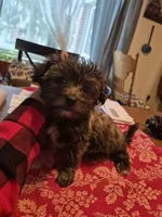 DAPHNE-ROSE, a female Yorkshire Terrier and Morkie for sale in Lancaster, PA – Photo 1 of 10