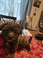 DAPHNE-ROSE, a female Yorkshire Terrier and Morkie for sale in Lancaster, PA – Photo 8 of 10