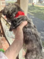 DAPHNE-ROSE, a female Yorkshire Terrier and Morkie for sale in Lancaster, PA – Photo 7 of 10