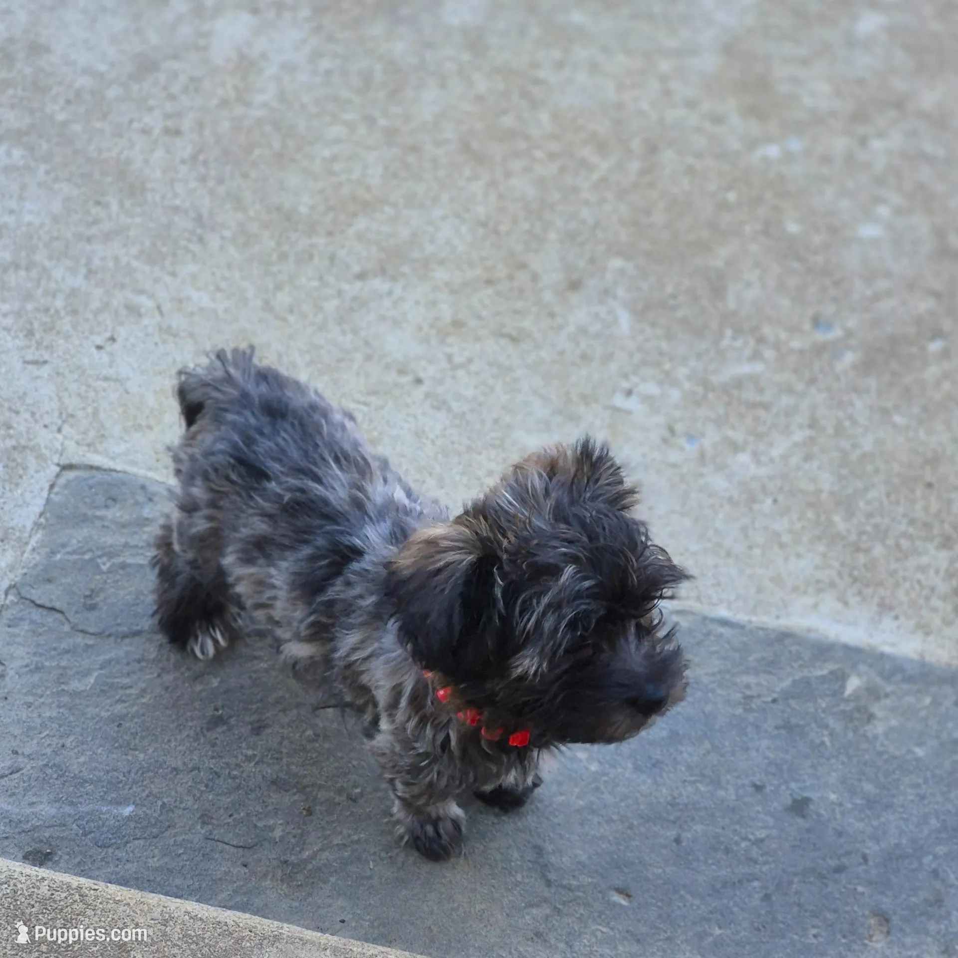 DAPHNE-ROSE, a female Yorkshire Terrier and Morkie for sale in Lancaster, PA – Photo 6 of 10