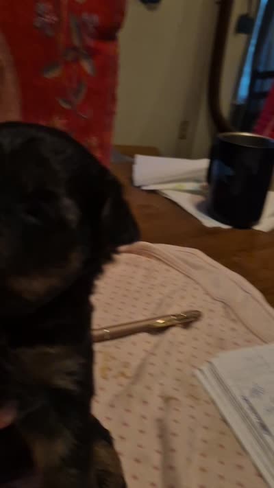 Little Lola, a female Poodle - Toy  for sale in Lancaster, PA – 4 of 8