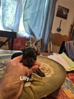 LITTLE LILLY , a female Yorkshire Terrier for sale in Lancaster, PA – 2 of 3