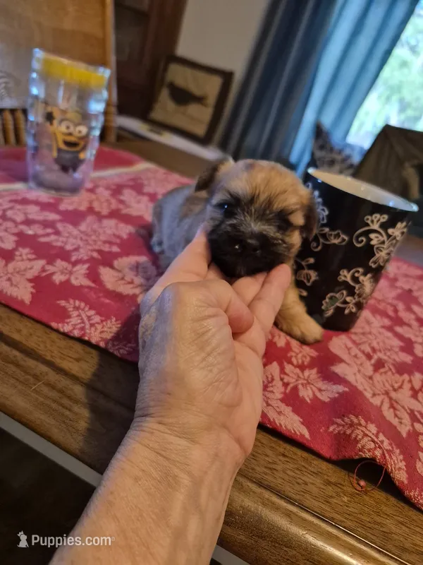Stanley – Maltese, Yorkshire Terrier puppy for sale in Lancaster, PA