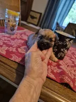 Stanley, a male Maltese and Yorkshire Terrier for sale in Lancaster, PA – 1 of 7