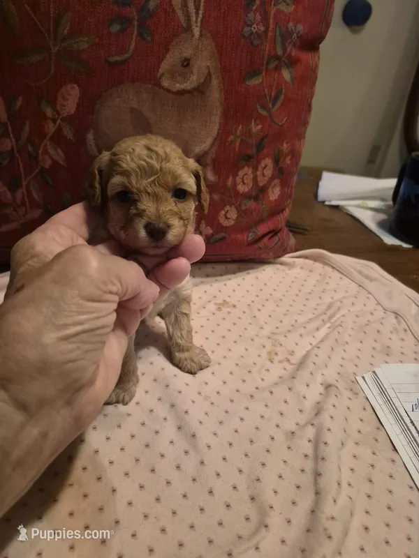 Harper – Yorkshire Terrier, Poodle - Toy  puppy for sale in Lancaster, PA