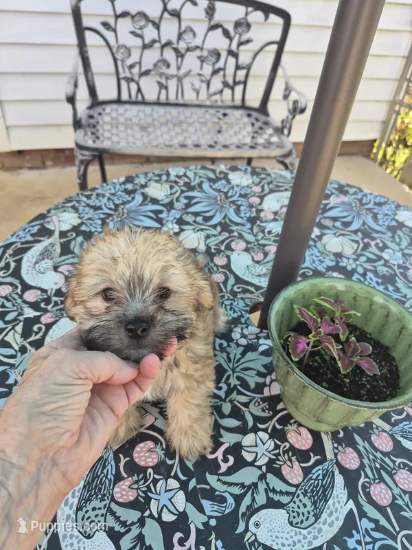 Stanley – Maltese, Yorkshire Terrier puppy for sale in Lancaster, PA